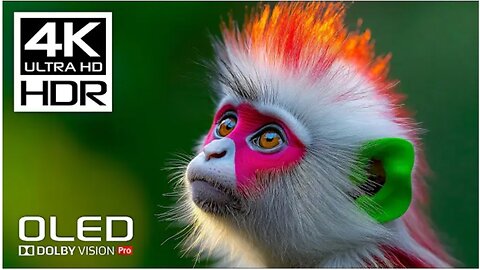ONLY REAL OLED Demo - HDR 4K 60 FPS Video - Dolby Vision