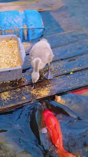 Cygnet (young swan) feeding koi fish from a dock in a pond