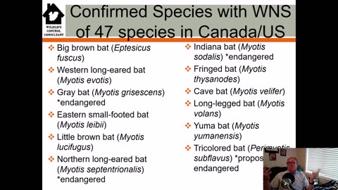 Hope for Bats in the Fight Against White-nose Syndrome?