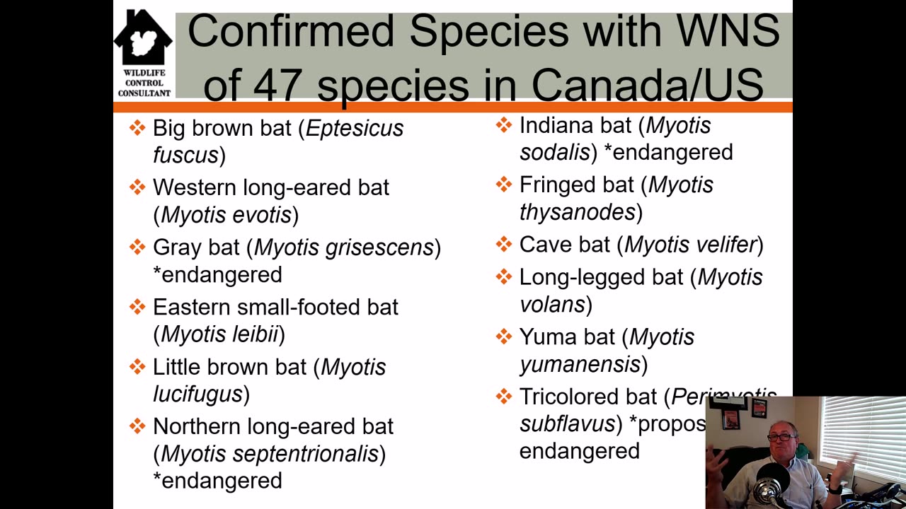 Hope for Bats in the Fight Against White-nose Syndrome?
