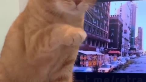 😍😍😘🔥 😍💦 FUNNY Animals and pet's💕😘 😘🔥 💕😘 😍💦 💦