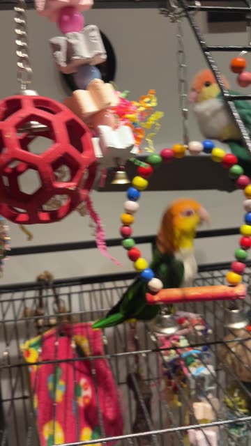 Yoshi the Parrot Loves the Electric Toothbrush