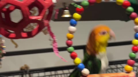 Yoshi the Parrot Loves the Electric Toothbrush