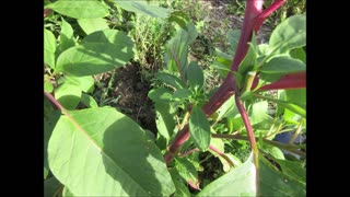 Red Ink Plant Pokeweed Aug 2023