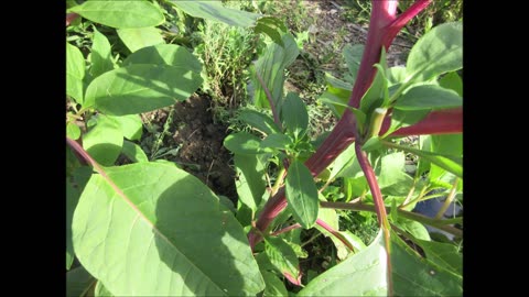 Red Ink Plant Pokeweed Aug 2023