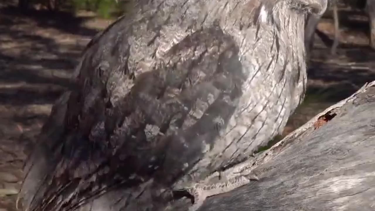 😂🦅 World's Most Unimpressed Bird Has Zero Chill! | FunFM