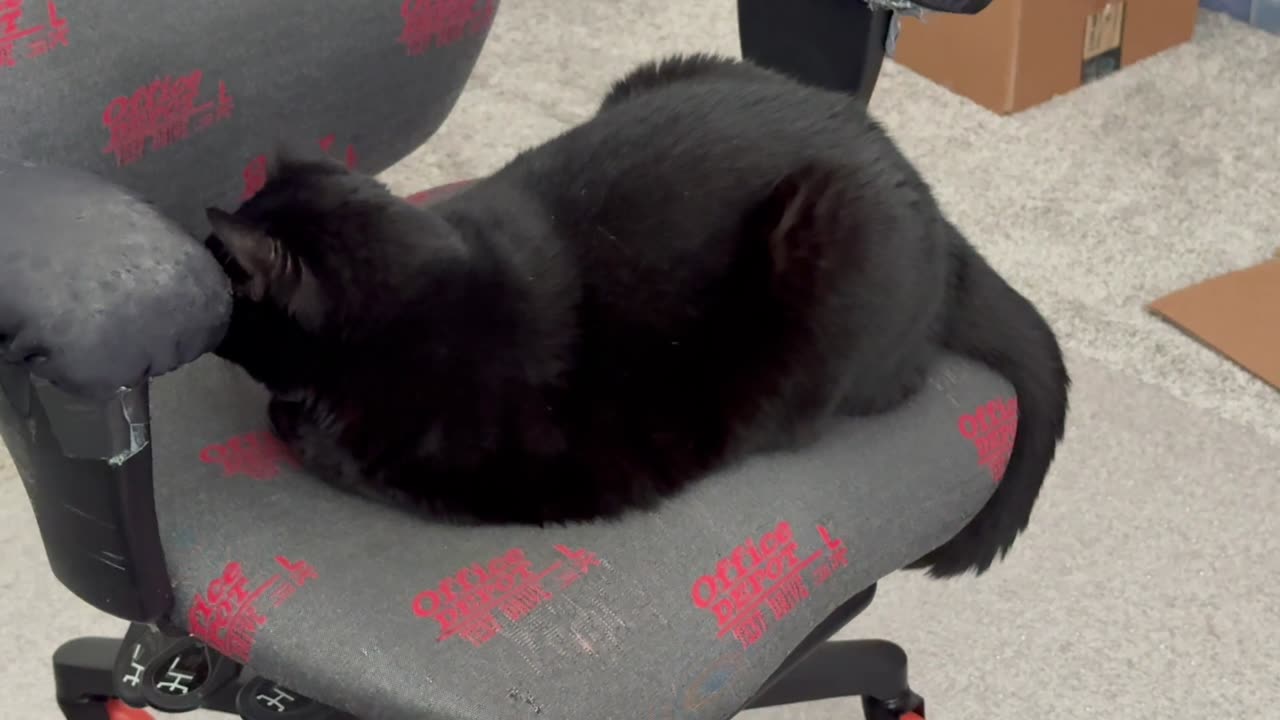 Cute Precious Piper Uses Her Tail for Letters and Security - Adopting a Cat from a Shelter Vlog
