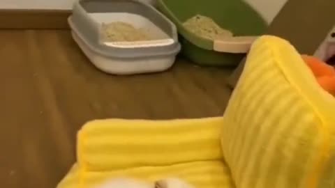 Funny cute cat 🤣🤣🤣