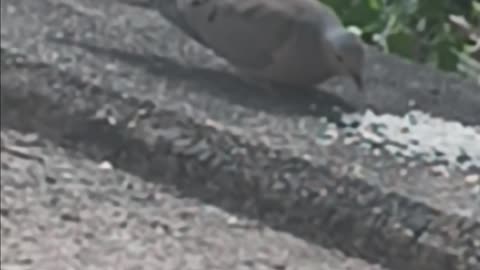 Morning dove