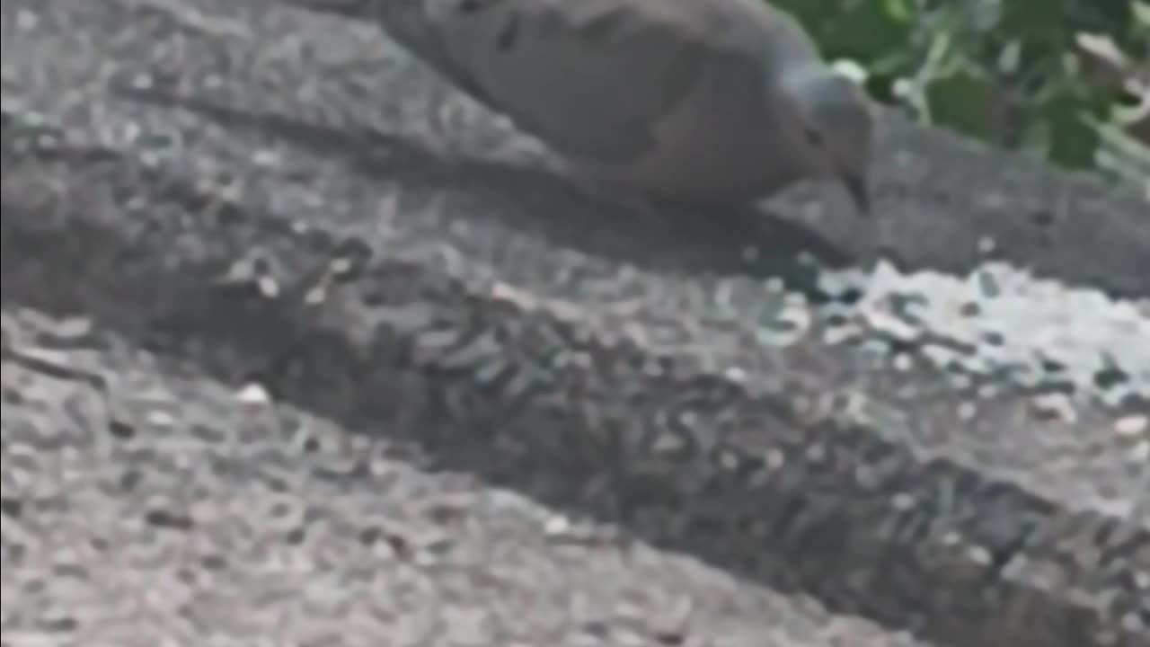 Morning dove