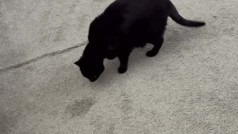 Cute Precious Piper Sweeps and Guards the Lobby - Adopting a Cat from a Shelter Vlog