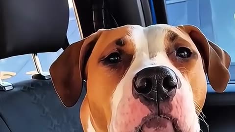 Dogs Saying "I Love You" – Câini care zic „Te iubesc” 🐶❤️ Cele mai adorabile momente!