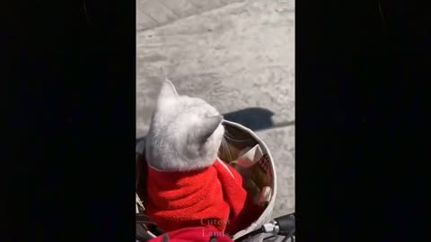 🤣Funny Animals Videos 9🤣