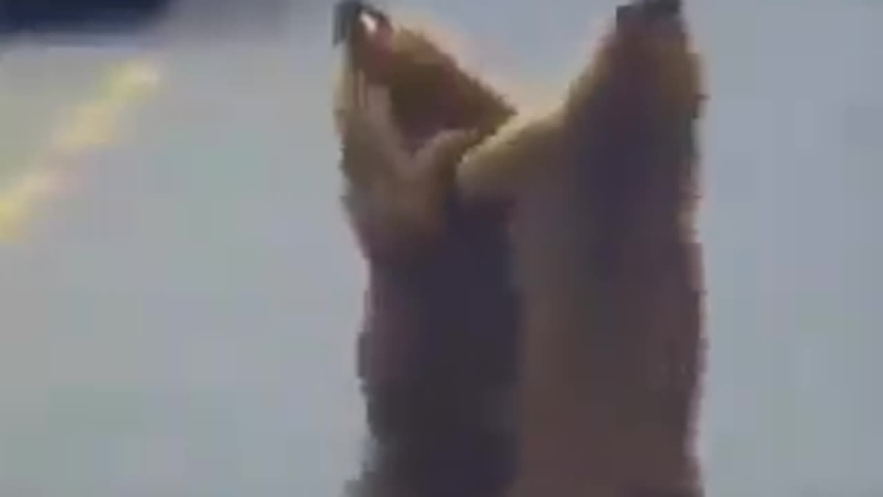 marmots having a disagreement.🤣