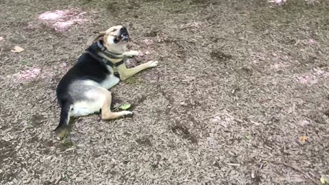 dog park hangout 39023842309