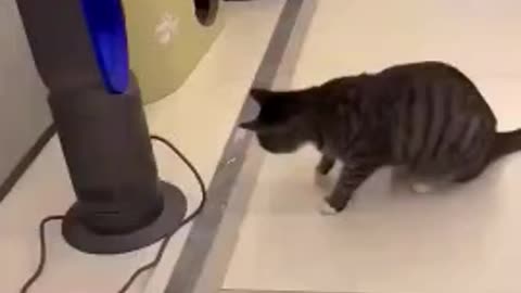new animal funny videos