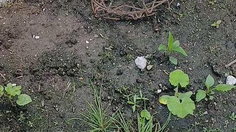 Growing in Containers