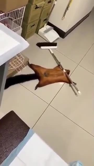 Squirrel stages accident for attention