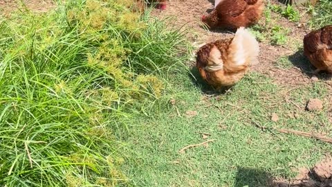 🤣🐔 These Crazy Chickens Will Crack You Up! | FunFM