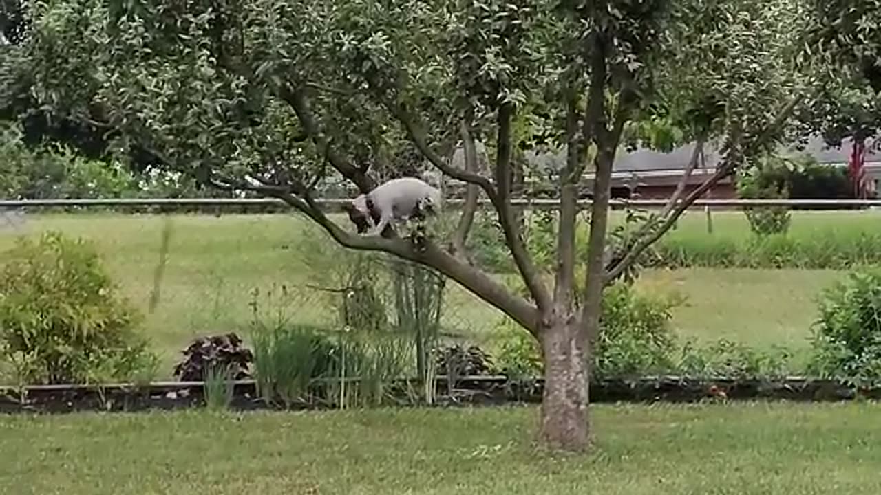 Two Dog Players