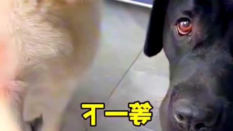 The dog thought, don't fool me.#viraldogvideo, #dogtalking