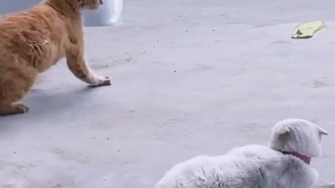 Cats sérieux