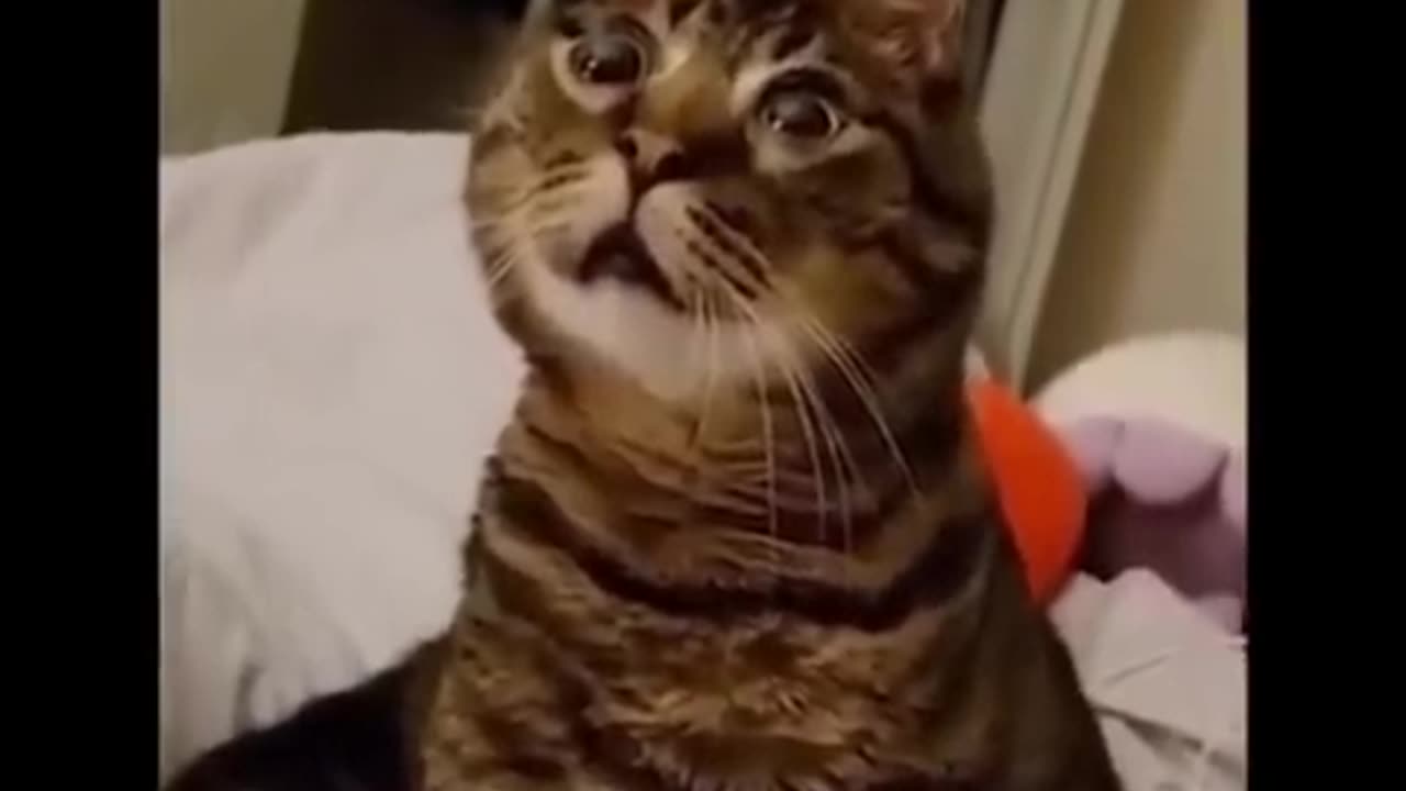 Funny video cat🤣