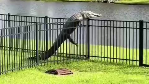 Escape artist