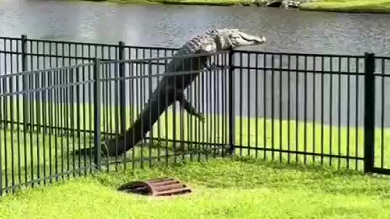 Escape artist