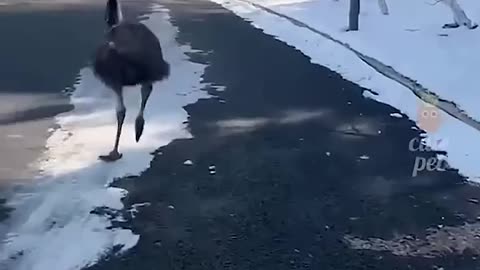 funniest animal video