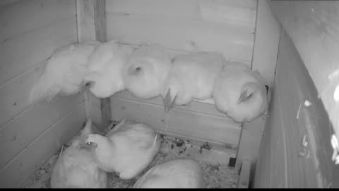 Chicken Live Stream