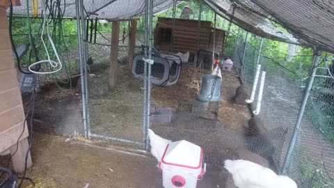 Chicken Live Stream