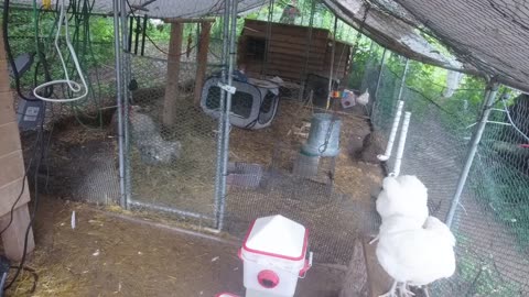 Chicken Live Stream