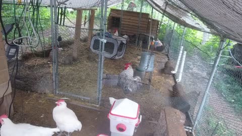 Chicken Live Stream