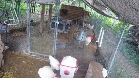 Chicken Live Stream