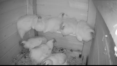 Chicken Live Stream