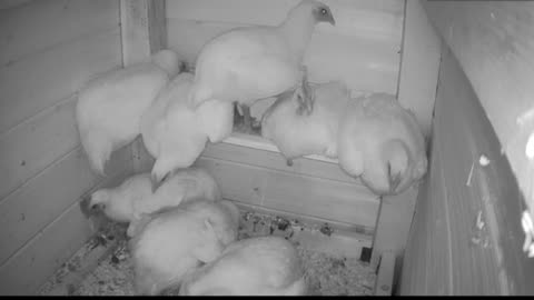 Chicken Live Stream