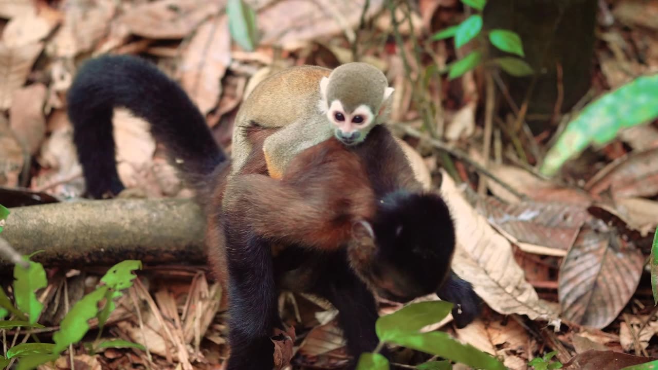 Monkey Mom with Cute Baby