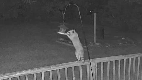Raccoons