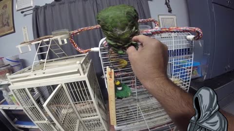 Pinfeather hunting.