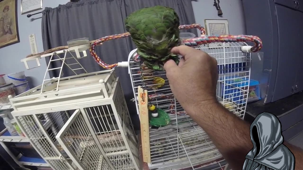 Pinfeather hunting.