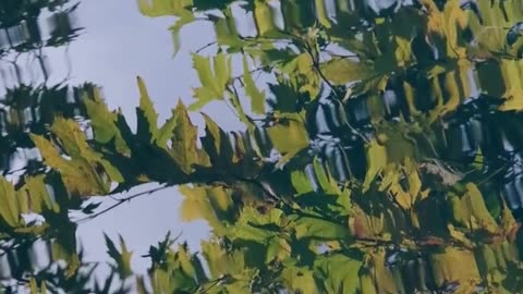 Daily Horoscope | Taurus 🌟