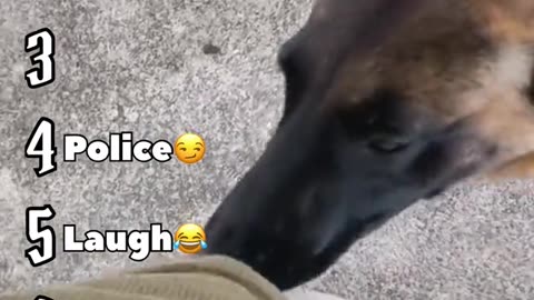 DOG'S DYNASTY: PAWVERSE