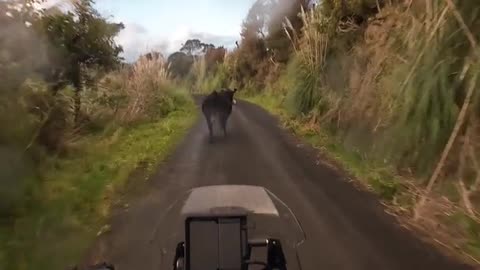 Typical Traffic in the New Zealand Countryside