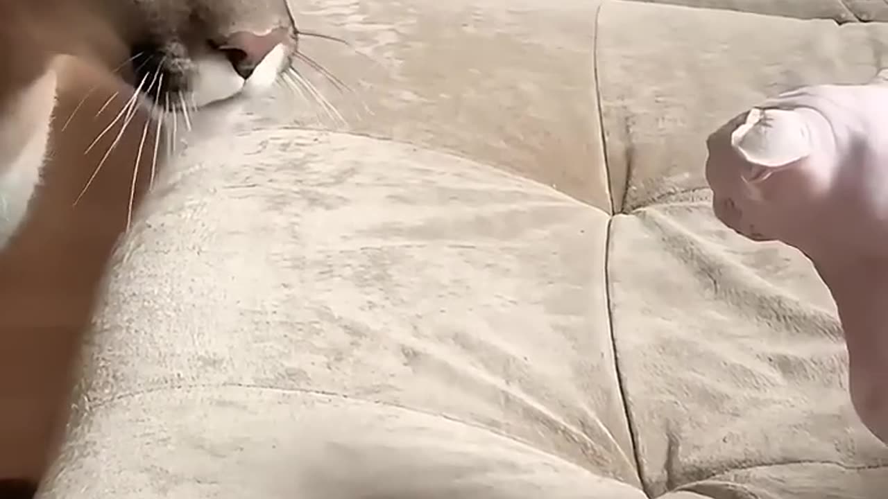 A family adopted a baby puma