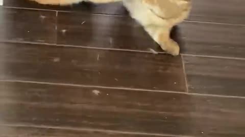 New funny video funny fun