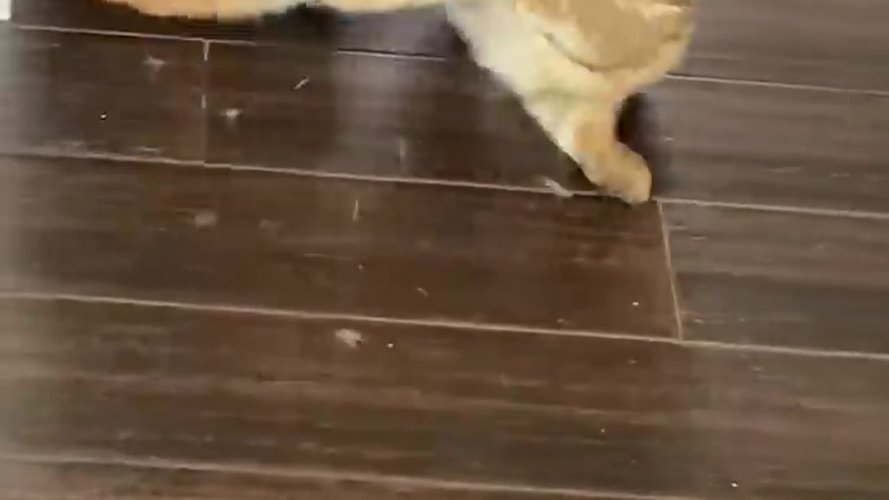 New funny video funny fun