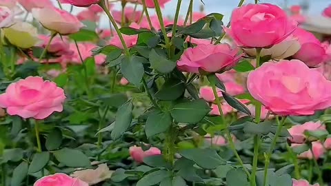 All videos