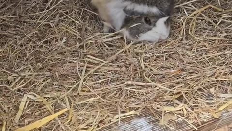 Day at the prominade essex