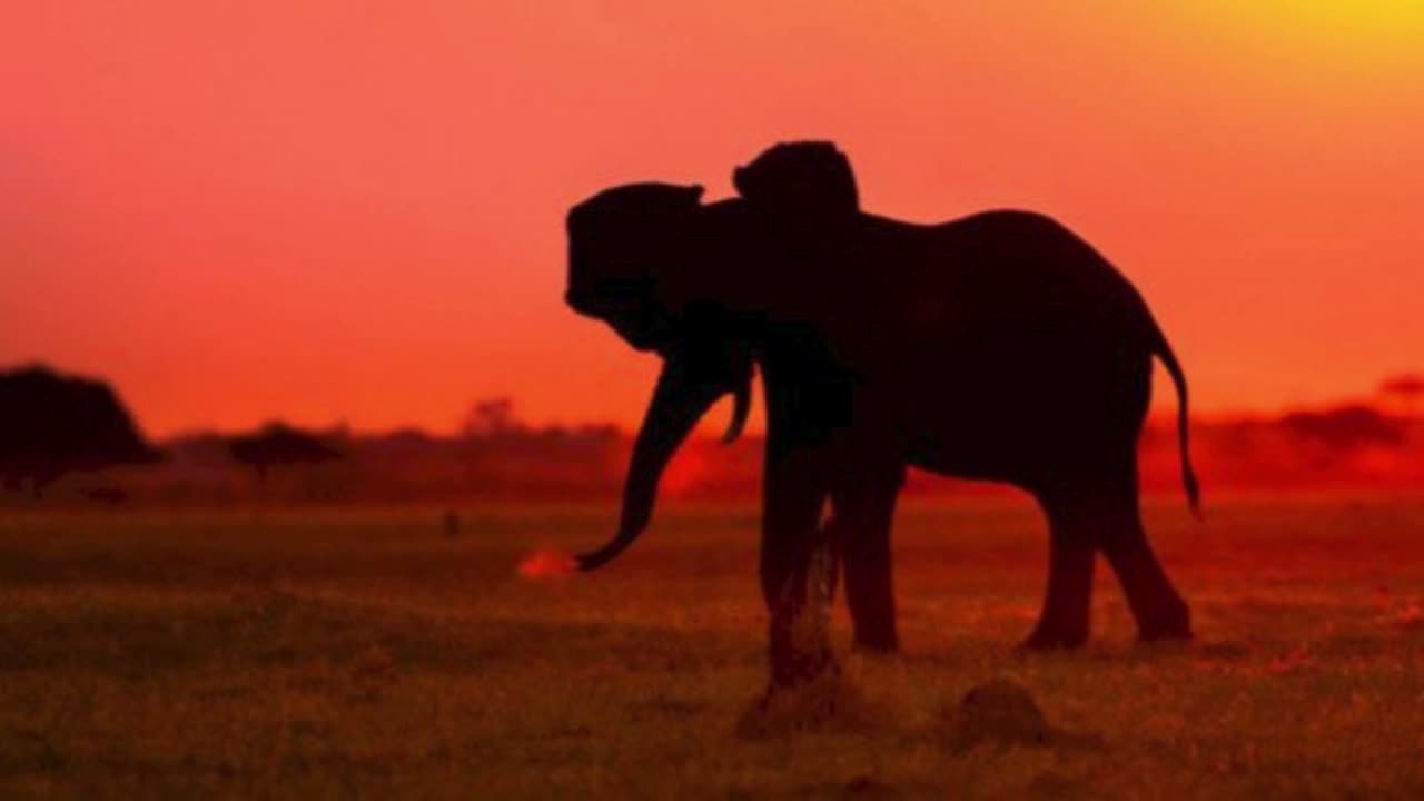 قصة أصحاب الفيل